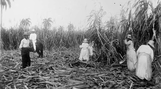 sugarcane-rum-bigkahuna-luau